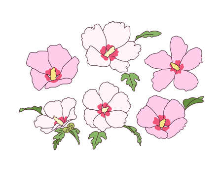 Rose of sharon flowers are in bloom.のイラスト素材