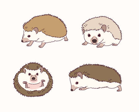 Cute hedgehog illustration.のイラスト素材