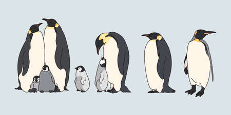 Cute penguin family illustration.のイラスト素材