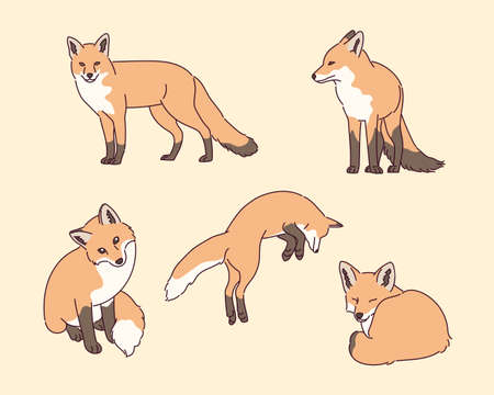 Fox illustrationのイラスト素材