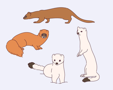 Cute marten illustrationのイラスト素材
