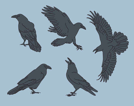 Various poses of the crow illustrationのイラスト素材