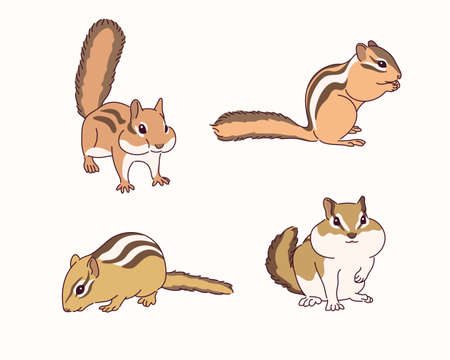Cute squirrel illustration.のイラスト素材