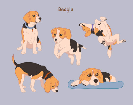 Various poses of the cute beagle. hand drawn style vector design illustrations.のイラスト素材