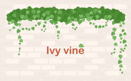 There are ivy on the wall.のイラスト素材