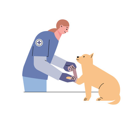 A veterinarian bandages an injured dog's leg. flat vector illustration.のイラスト素材