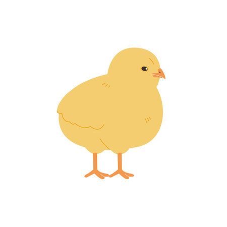 Cute baby chick. Realistic hand drawn style illustration.のイラスト素材