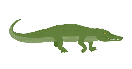 An illustration of a crocodile reptile living in a swamp. simple hand drawn style illustrationのイラスト素材