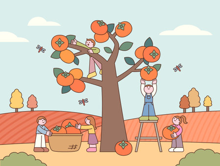 Autumn harvest scene with people picking persimmons from a tree.のイラスト素材