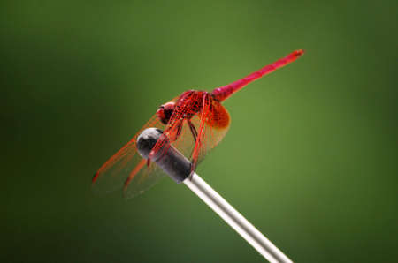 Interesting red dragonflyの写真素材