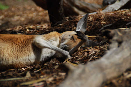 Perth zoo - kangarooの写真素材