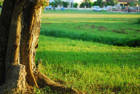 Evening walkの写真素材