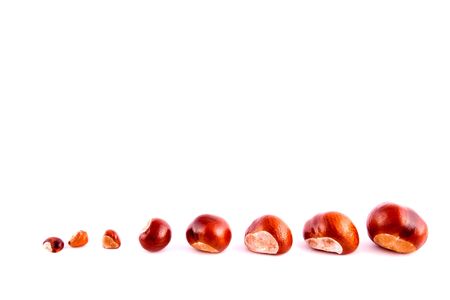 chestnut in shell on whiteの写真素材