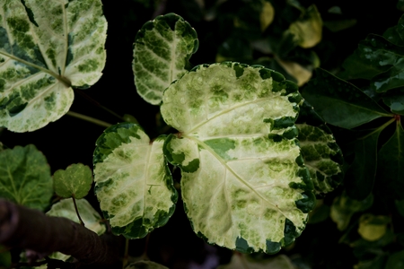 white and green plantの写真素材