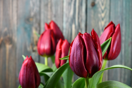 Red tulip on the wood table backgroundの写真素材