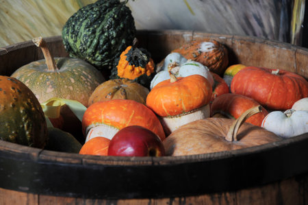  Vegetable marrows in a flank a crop autumnの写真素材