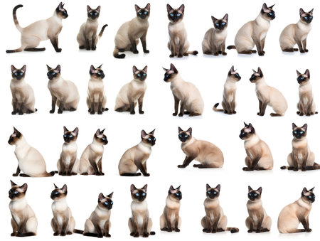 Siamese cat isolated on white background. Collage. AI generated.の素材