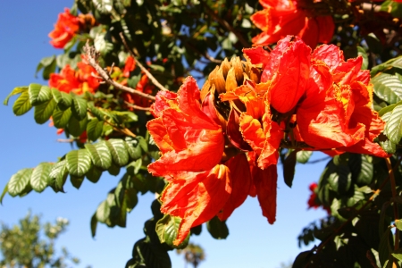 Summer blossomsの写真素材