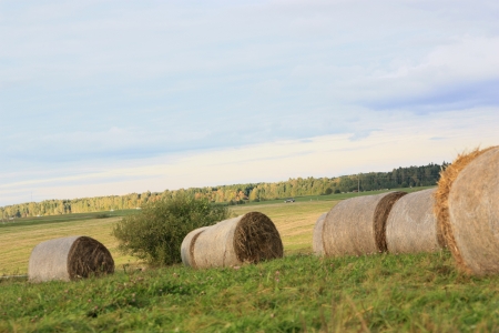 Hay rolls in the meadow 