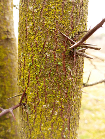 Close up of a tree trunk with thorns and green moss.の写真素材