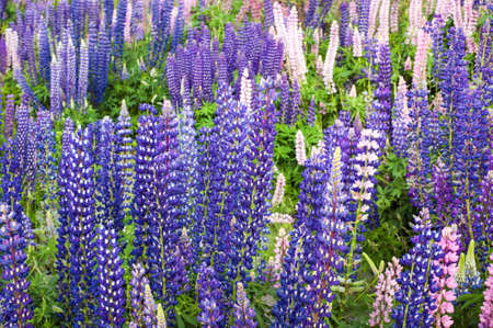 Lupin Flower Field near Lake Tekapoの写真素材