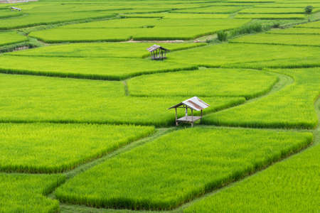 Rice Field Landscape in Nan, Northern Thailandの写真素材