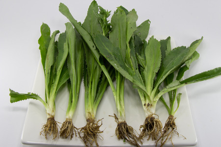 Sawtooth Corianse set in the with ceramic plateの写真素材