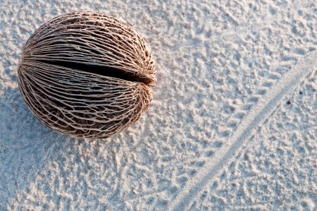 Coconut husk on beachの写真素材