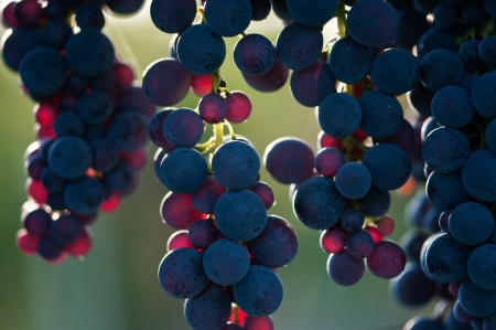 Grape vinesの写真素材