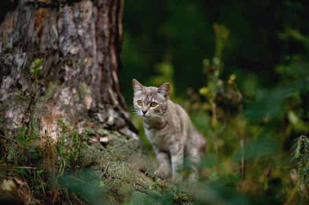 Cat in the woodsの写真素材