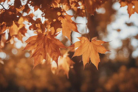 Maple leaves in autumn forest. Selective focus on the leaves.の素材
