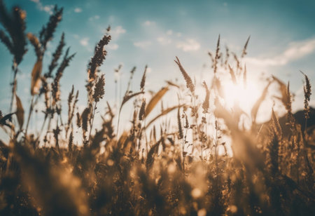 Wheat field on a sunny day. Beautiful Nature Sunset Landscape.の素材