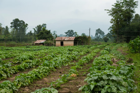 Vegetable garden in the village of Doi Mae Salong, Chiang Rai, Thailand.の素材