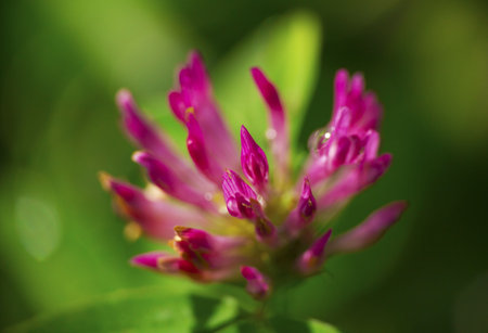 Detail of trefoil flower with shallow depth of fieldの写真素材