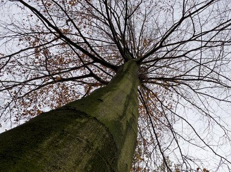 Autumn tree with few red leaves and light blue sky