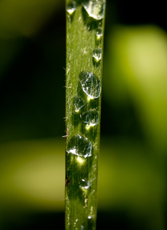 Dew in a form of drops on a grassの写真素材