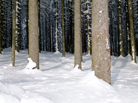 Deep winter forest with lot of treesの写真素材