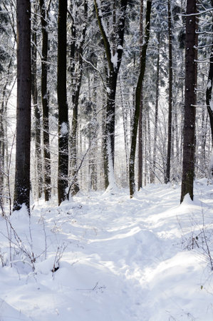 Tall trees without leaves in winter with azure skyの写真素材
