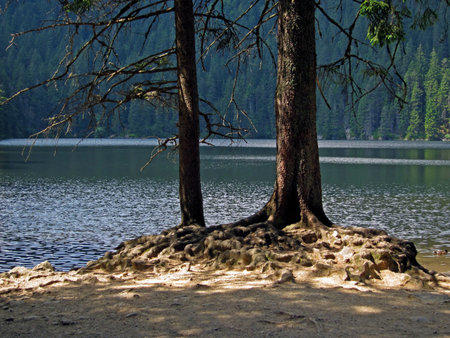 Two Trees near Devil Lake (Certovo jezero) in Czech Republic in Southern Bohemiaの写真素材