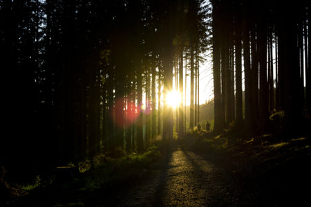 Sunset in the forest with lens flareの写真素材