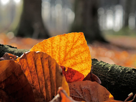 Autumn colourful leaves fallen down in the landの写真素材