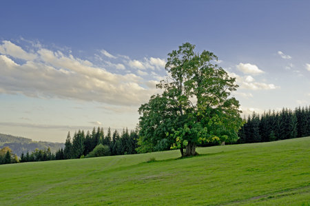Broadleaved Tree Standing Alone in Czech Landscapeの写真素材