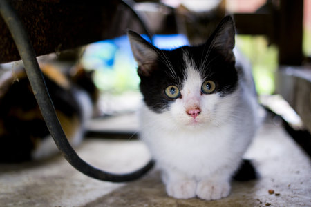 Frightened Small Kitten is Hiding under Some Machineryの写真素材
