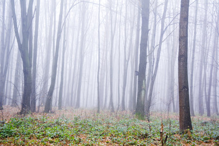 Forest full of trees covered by a fog in late autumnの写真素材