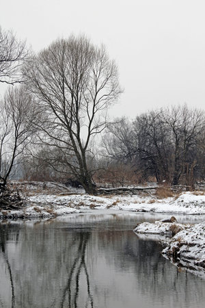 Trees on a bank of creek in winterの写真素材