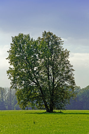 Broadleaved Spring Tree Standing Alone in Czech Landscapeの写真素材