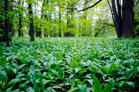 Lot of wild garlic plants in a deep forestの写真素材