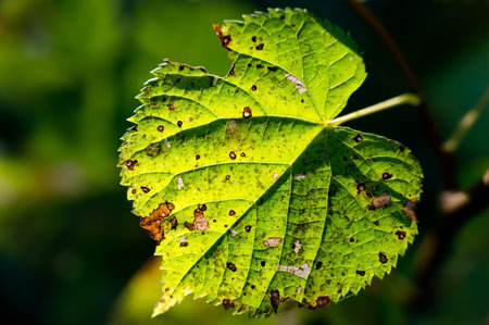 Slightly damaged hazel leaf on the blurred warm colored backgroundの写真素材