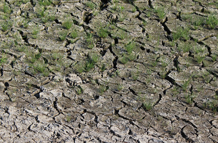 Very dry cracked soil with small plantsの写真素材