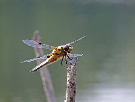 Detail of dragonfly on the dry branch with green backgroundの写真素材